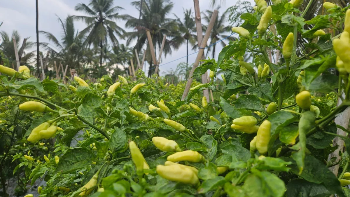 Didukung Champion Cabai Nasional, Kementan Guyur Pasokan ke PIKJ untuk Tekan Lonjakan Harga