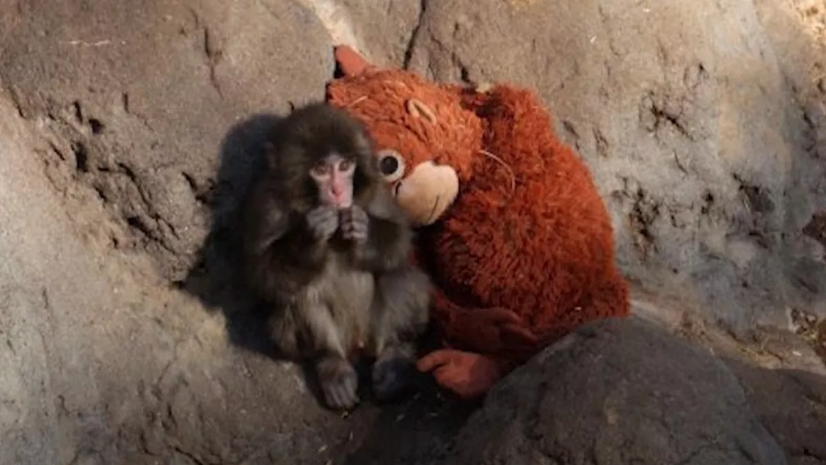 Bayi Monyet Viral Bikin Boneka Orangutan Ludes di Beberapa Negara