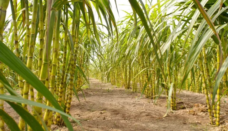 Kementan Percepat Hilirisasi Perkebunan, Siapkan Lahan hingga Pekebun