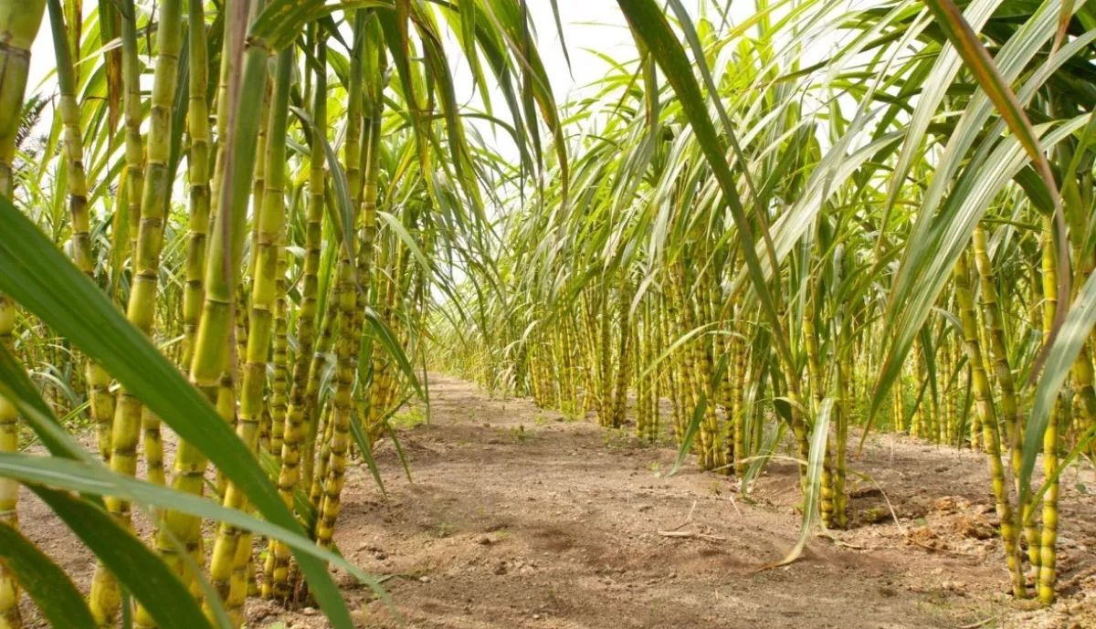 Kementan Percepat Hilirisasi Perkebunan, Siapkan Lahan hingga Pekebun