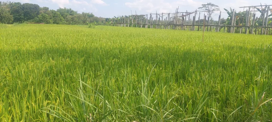 Kementan dan Pemda Perkuat Antisipasi Kemarau, Pastikan Pertanaman Padi Gunungkidul Tetap Aman Hingga Masa Panen