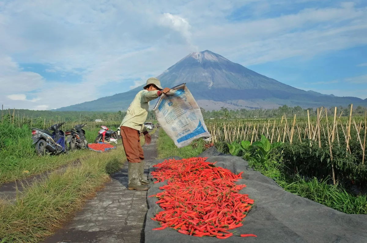 Komitmen Dukung Ketahanan Pangan Nasional, BRI Salurkan KUR Rp65,95 Triliun, Jangkau 558 Ribu Petani dan 23 Ribu Nelayan per April 2026 