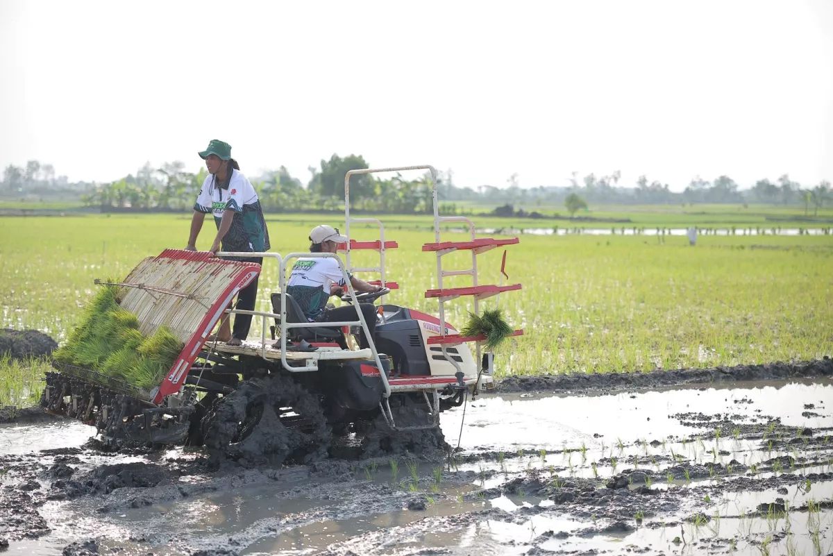 Stok Beras RI Tembus 28 Juta Ton, Wamentan Sudaryono Kebut Tanam 750 Hektar Padi di Lamongan Hadapi El Nino