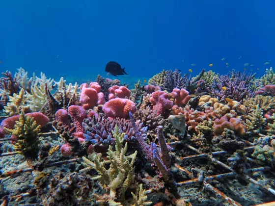 Pelindo Dukung Restorasi Terumbu Karang dan Pemberdayaan Masyarakat Pesisir di Labuan Bajo