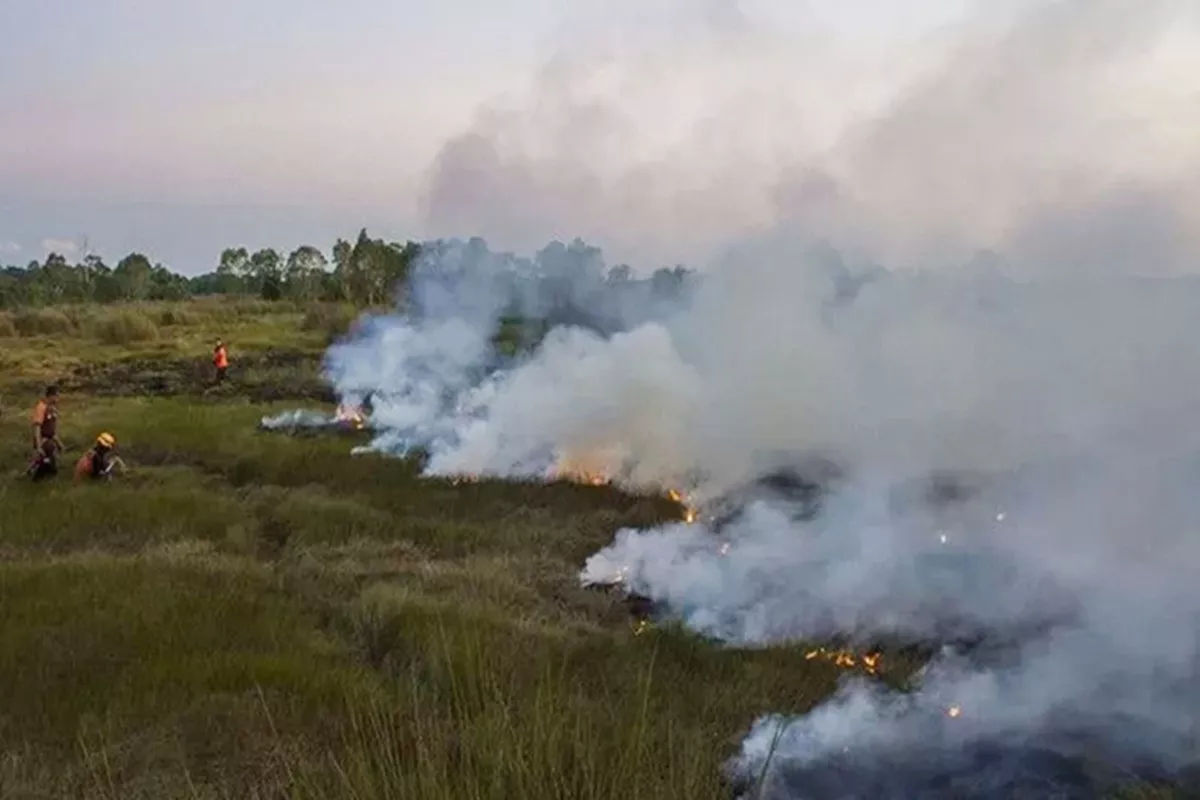 Pemerintah Larang Keras Pembukaan Lahan dengan Cara Membakar, Menhut Ingatkan Ancaman Sanksi Tegas!