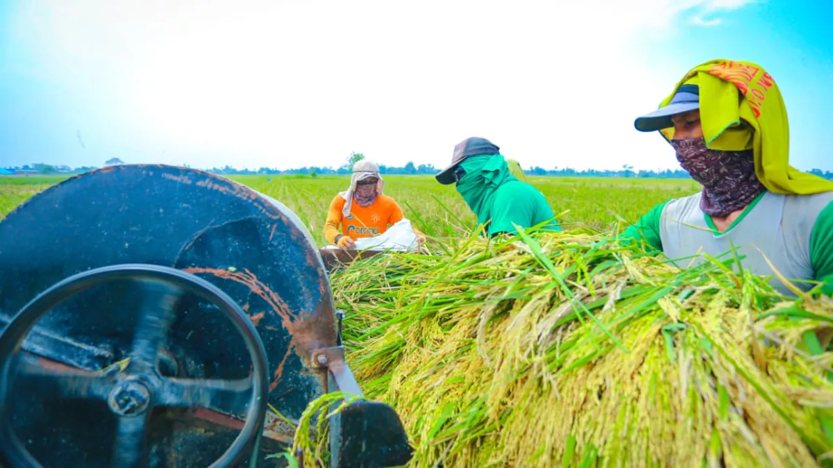 FAO: Produksi Beras Indonesia Naik, Saat Produksi Dunia Turun di Tahun 2026