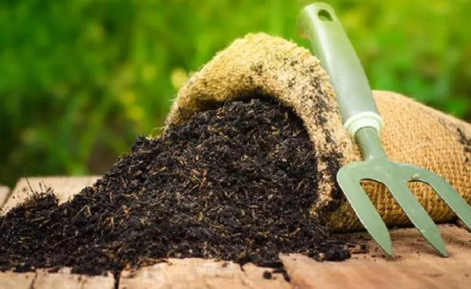 Cara Mudah Bikin Pupuk Kompos Sendiri di Rumah, Cukup dari Sisa Sayuran