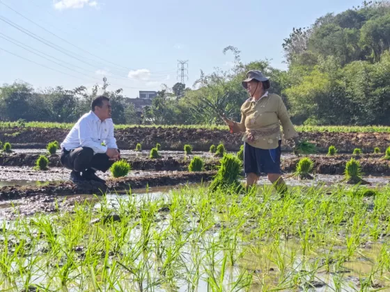 Sidak Sawah di Semarang, Mentan Amran Dengar Keluhan Petani, Langsung Hadiahi Traktor