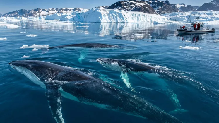 Es Laut Menghilang, Paus Sirip dan Bungkuk Kini Ramai-ramai Datang ke Greenland