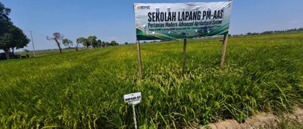 Mentan Amran Dorong Pertanian Modern, Panen PM-AAS di Berbagai Daerah Tembus 10 Ton per Hektare