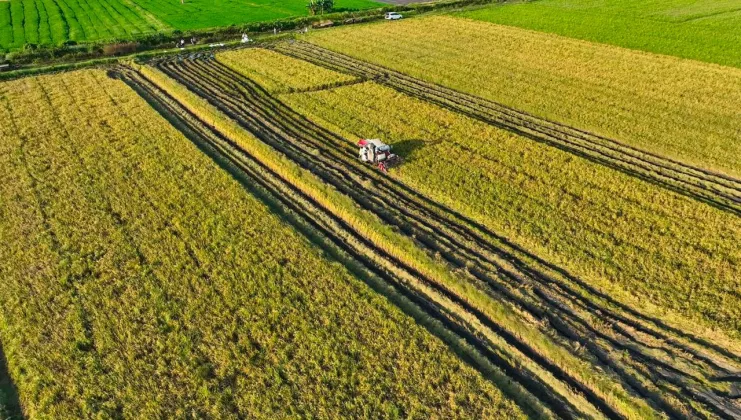 Angka Tetap BPS: Produksi Beras Januari–April 2026 Tumbuh, Luas Panen dan Produksi Padi Ikut Naik