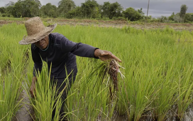 Kementan Alokasikan AUTP untuk 100 Ribu Hektare, Lindungi Petani Hadapi El Nino