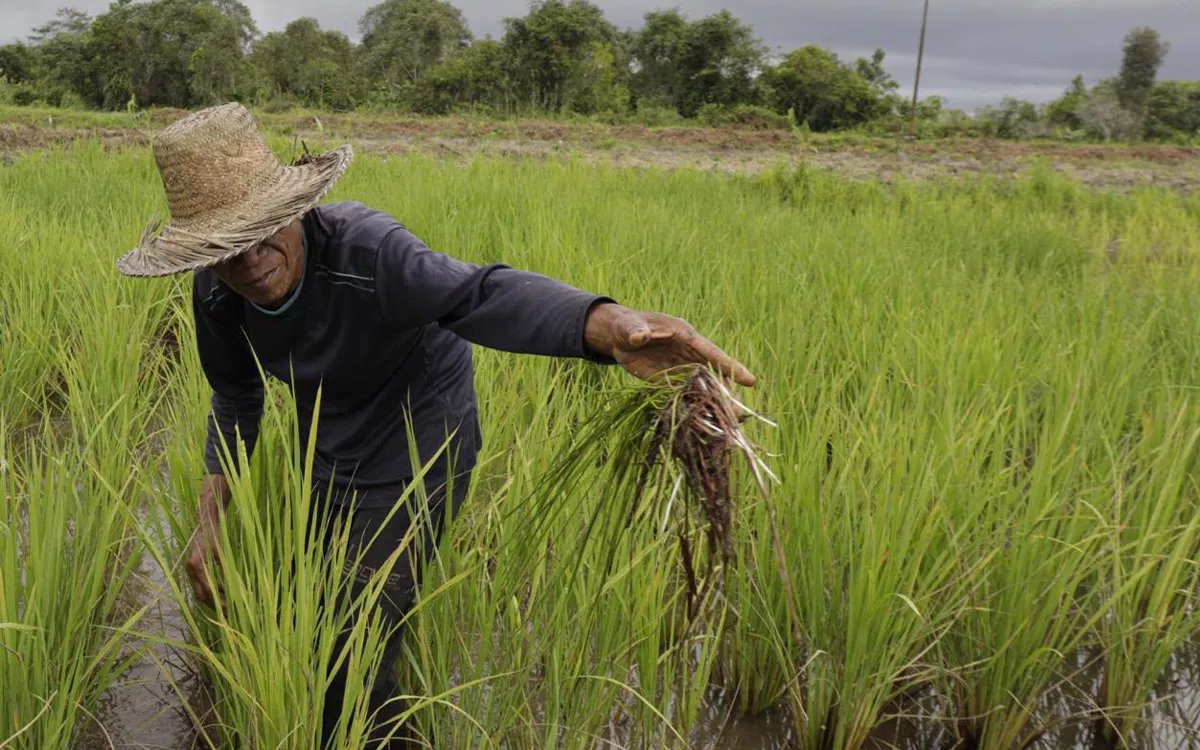 Kementan Alokasikan AUTP untuk 100 Ribu Hektare, Lindungi Petani Hadapi El Nino