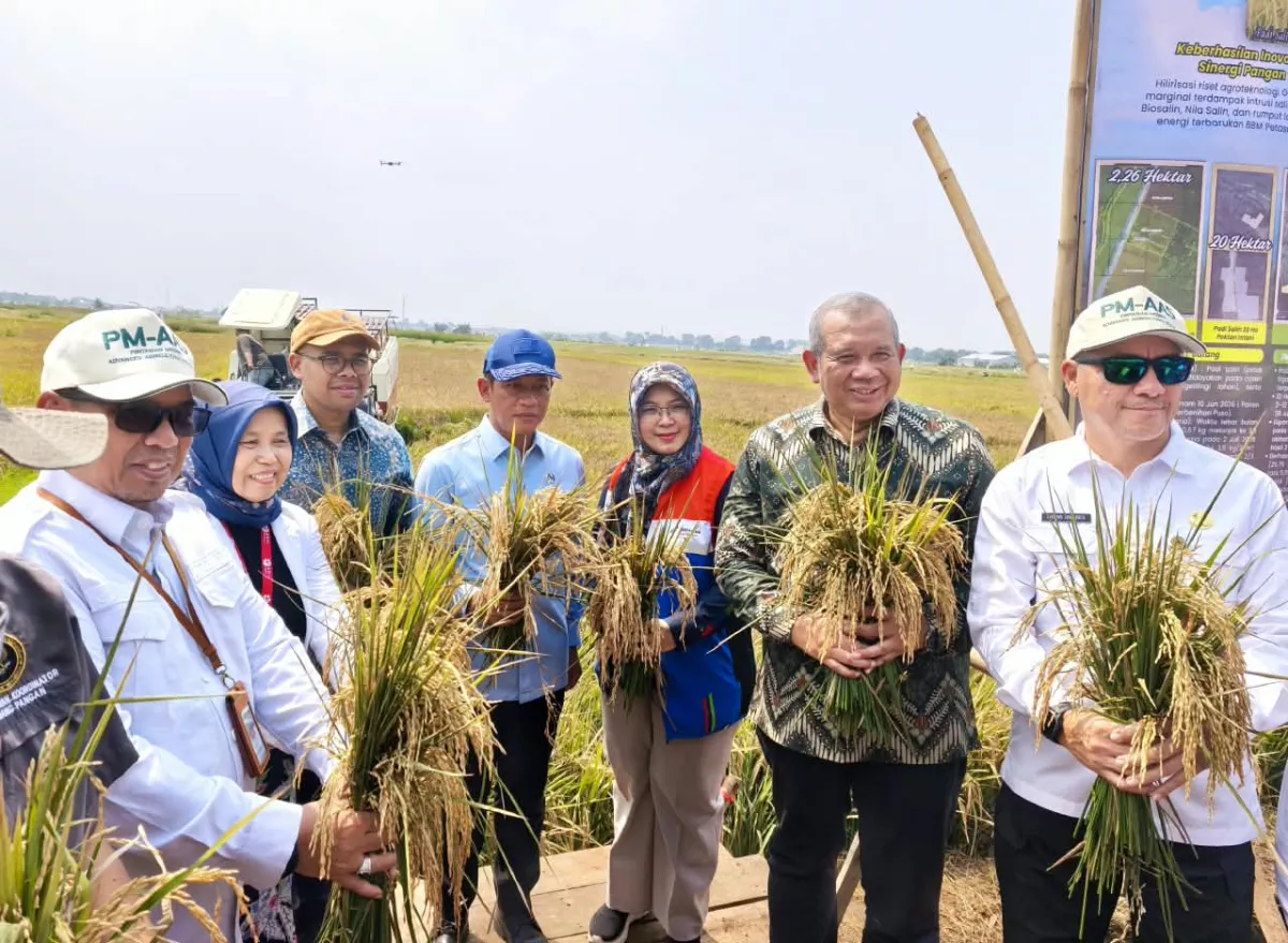 Bertahan Hadapi El Nino dan Lahan Salin, BRIN-PGN-Pemkab Batang Panen Raya 166,5 Ton Padi Biosalin
